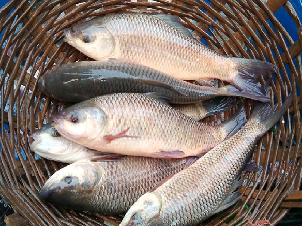 Fish Farming