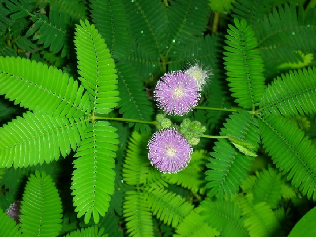 Mimosa pudica