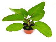 ମଧୁମେହ ପାଇଁ ପ୍ରଭାବଶାଳୀ ଏହି ପତ୍ର, ଆପଣ ଜାଣନ୍ତି କି ? ?