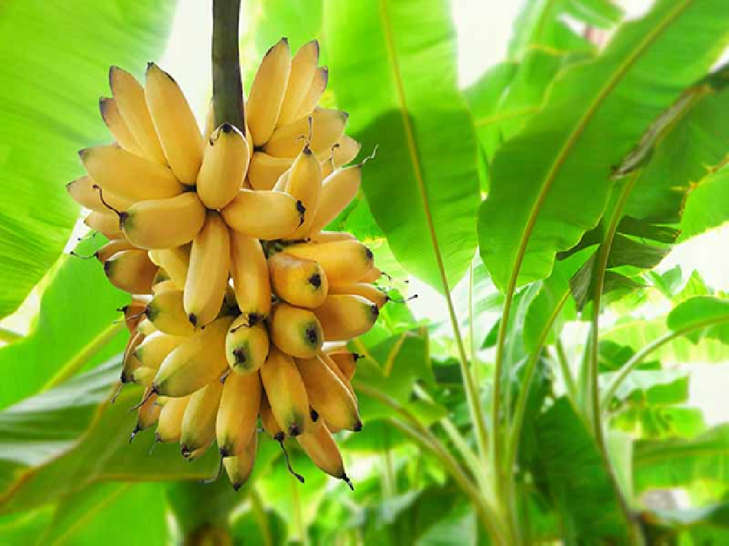 banana farming