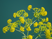 ଆପଣ ହେଙ୍ଗୁ ବିଷୟରେ କିଛି ଜାଣନ୍ତୁ !! 