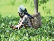 ଆସନ୍ତୁ ଜାଣିବା ଚା' ପତ୍ର ବ୍ୟବସାୟ ସମ୍ପର୍କରେ !!