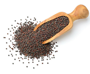 ସୋରିଷର ବିଭିନ୍ନ କିସମ ଓ ଉପକାରିତା ବିଷୟରେ ଆସନ୍ତୁ ଜାଣିବା !!