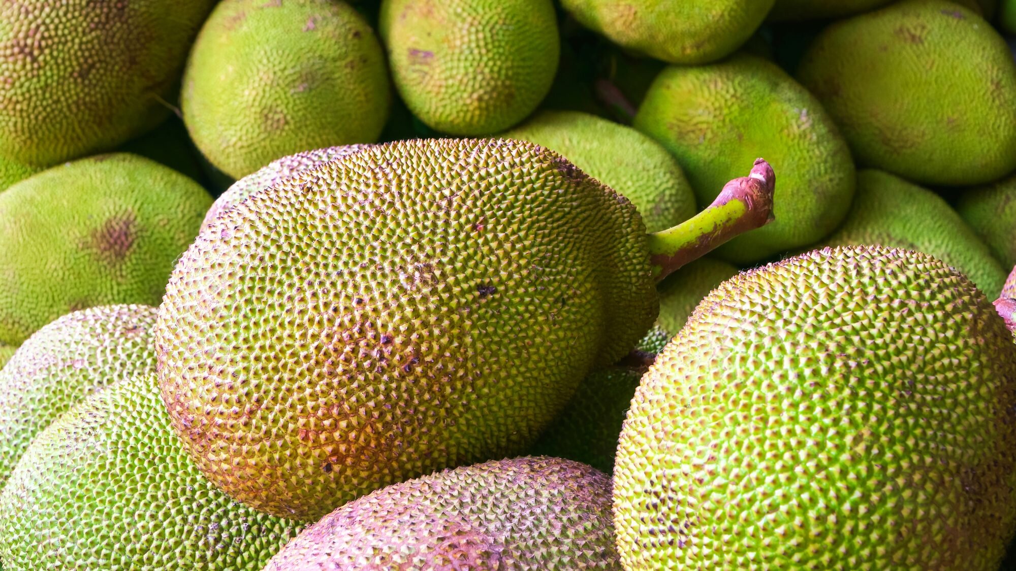 jackfruit farming