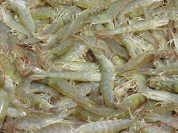 prawn cultivation
