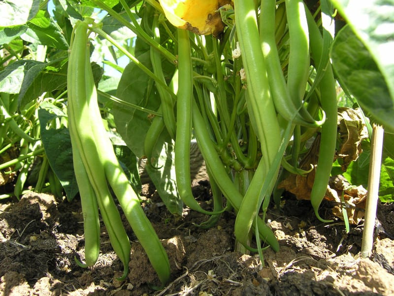 bean farming