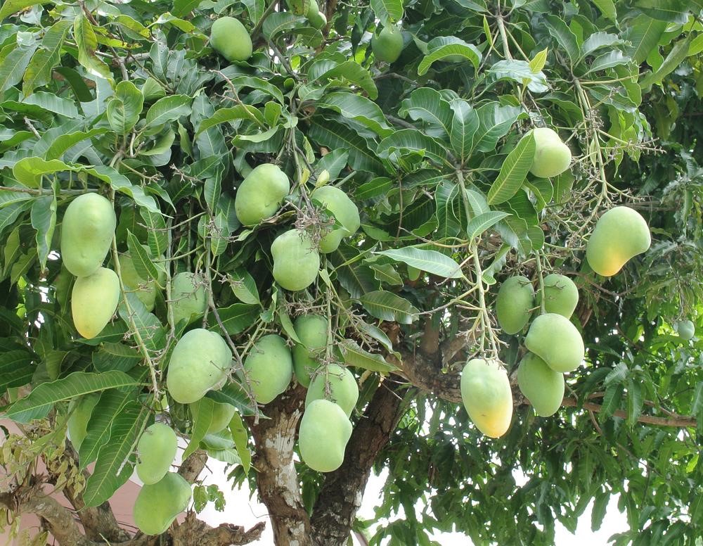 Mango Cultivation