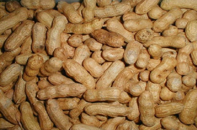 safe groundnuts from bacteria