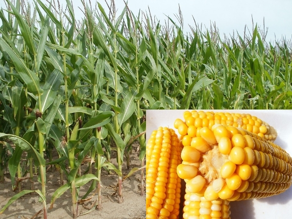 sweet corn farming