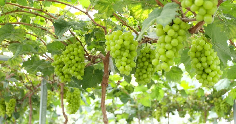Grapes farming