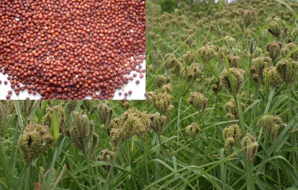 millet-ragi-farming-in-demand