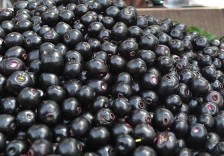 indian blackberry jamun