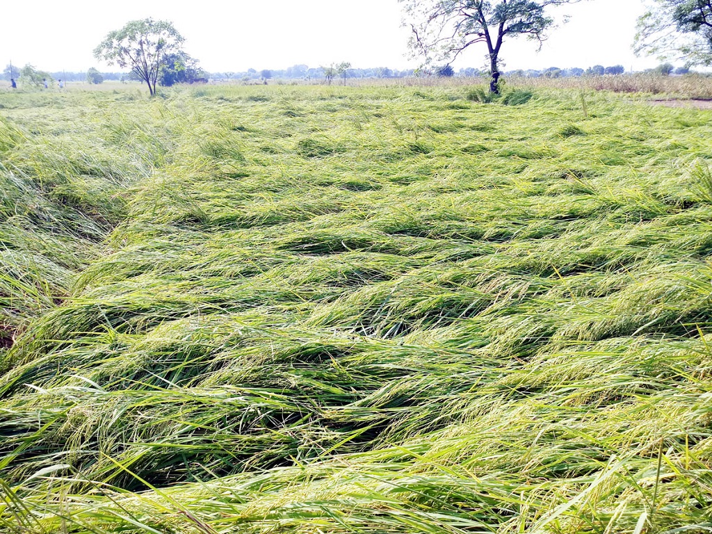 50 acers of paddy crop lose in khordha