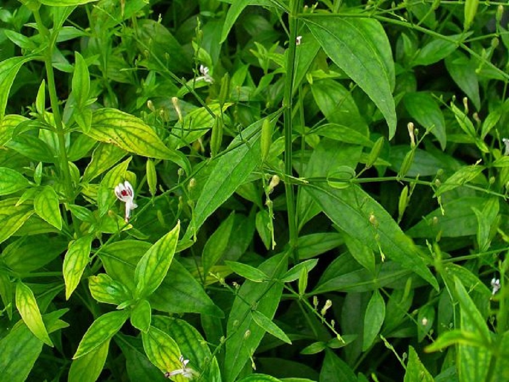 ground neem is very useful to health