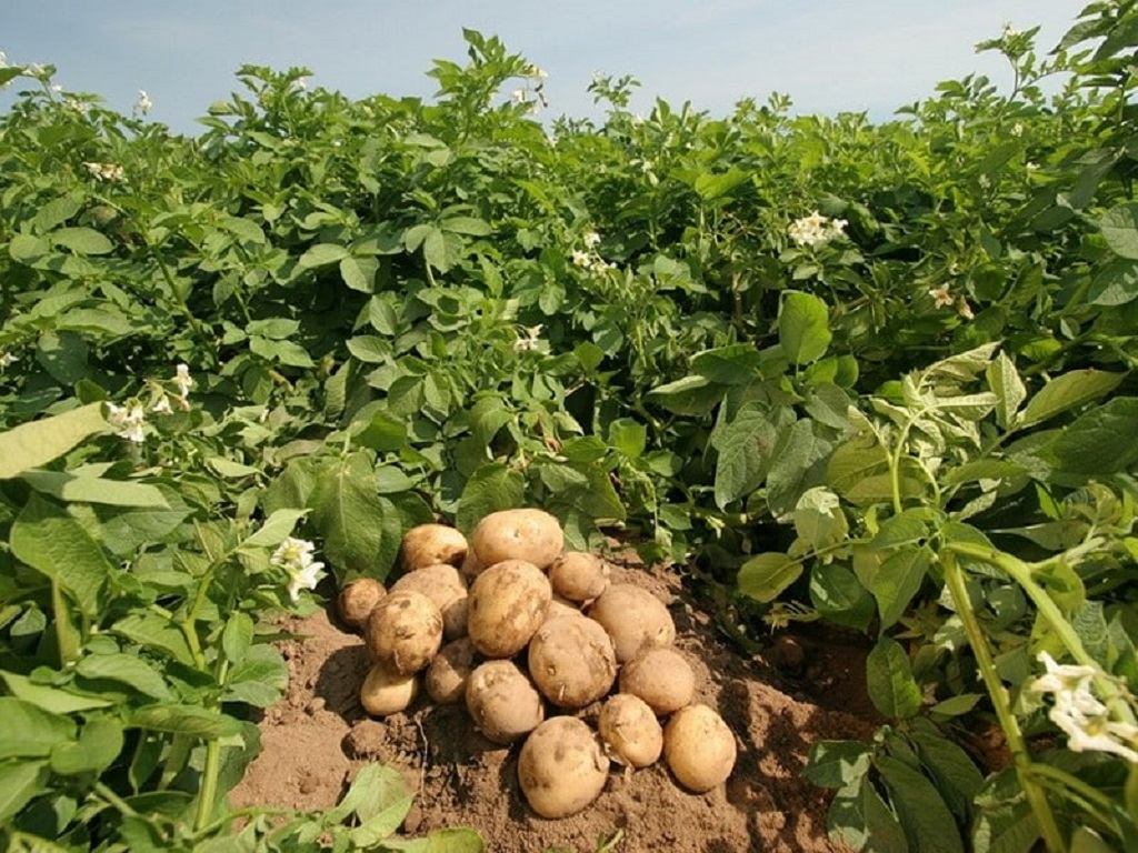 smart way for potato cultivation