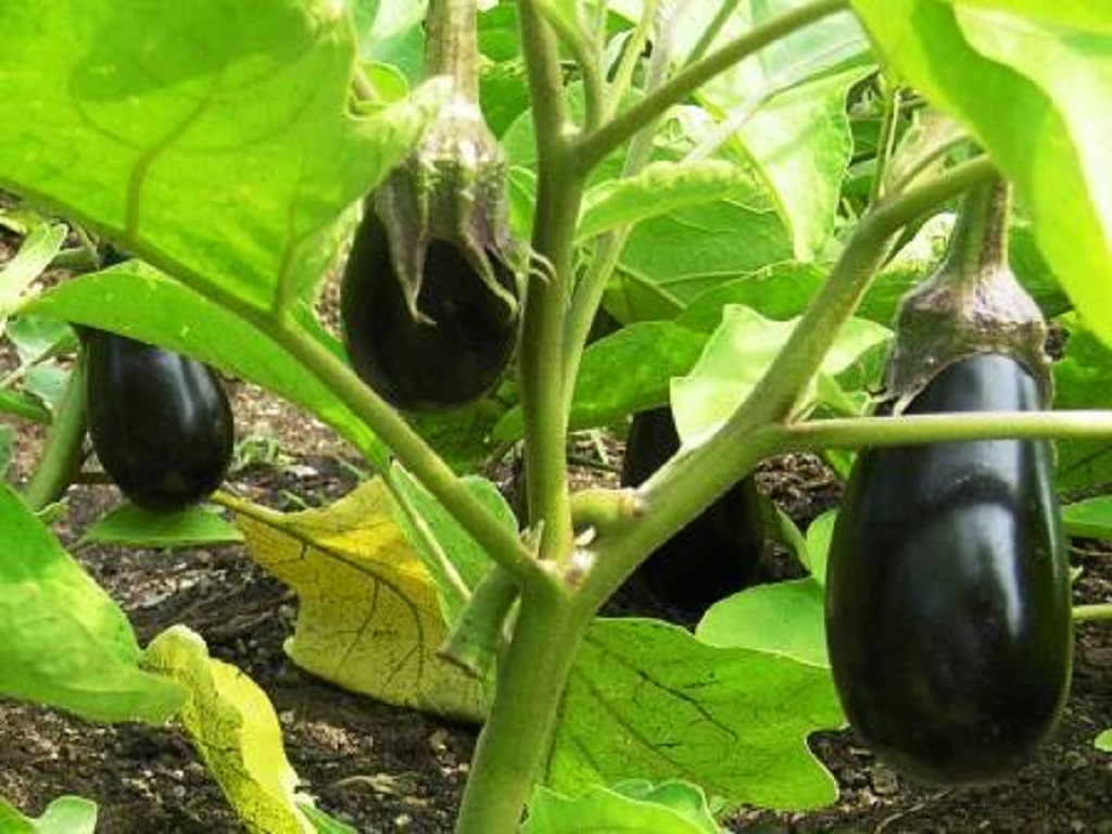 varieties for eggplant cultivation