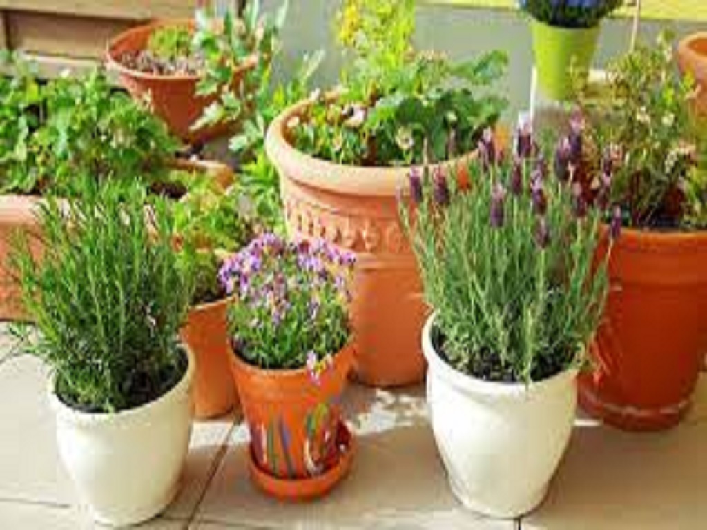 learn how to make garden in small pots