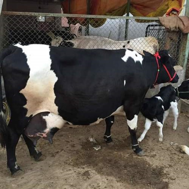 HF Crossbreed Cattle