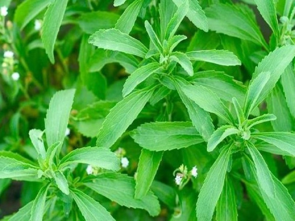 Stevia farming in Odisha