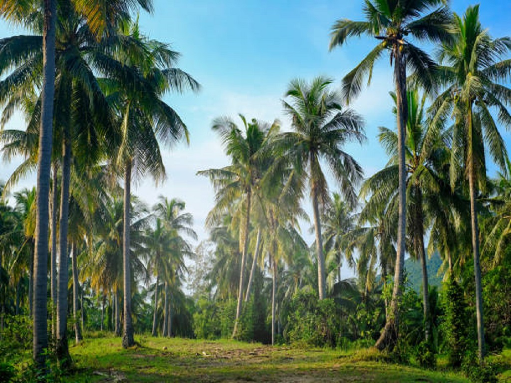 Coconut farming diseases