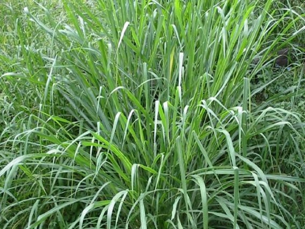 guinea grass