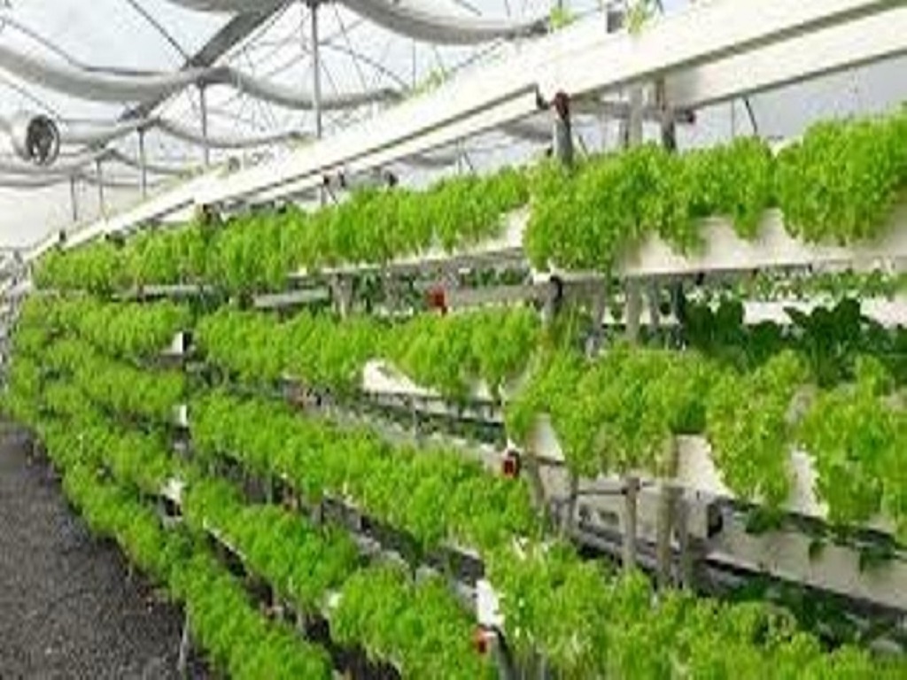 hydroponic grass farming