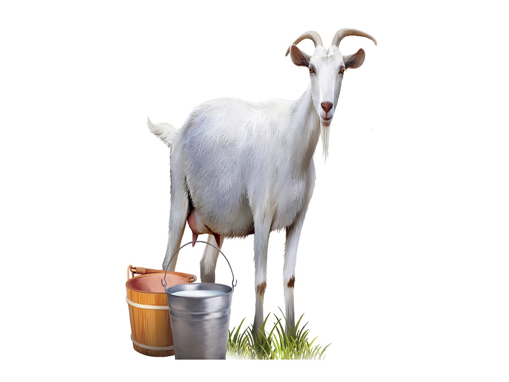 Benefits of Goat Milk for Your health