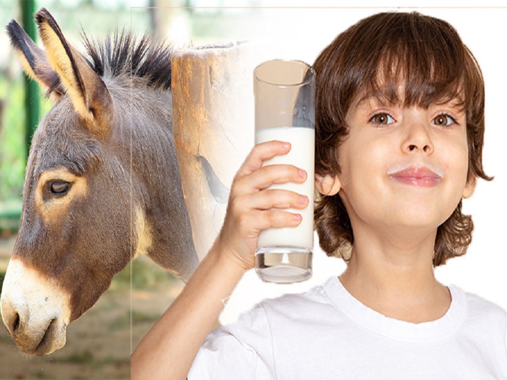 donkey milk has a lot of health benefits