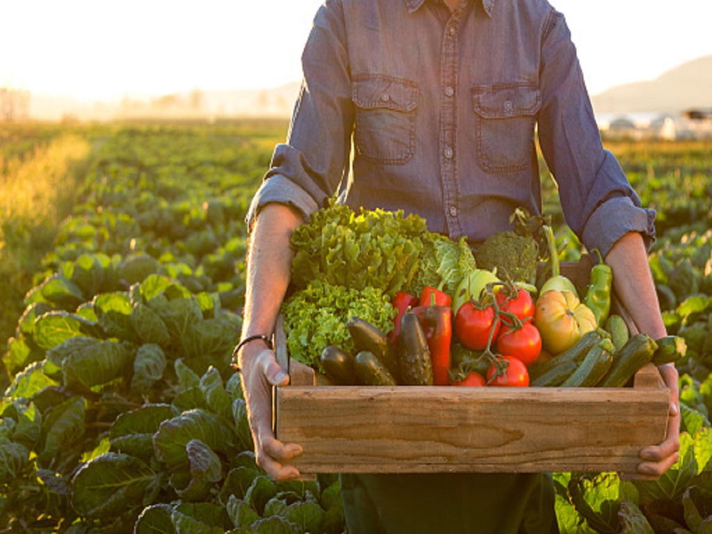 Important factors before you start farming vegetables