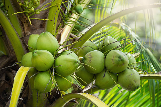 Commercial Hybrid Coconut Farming in Odisha