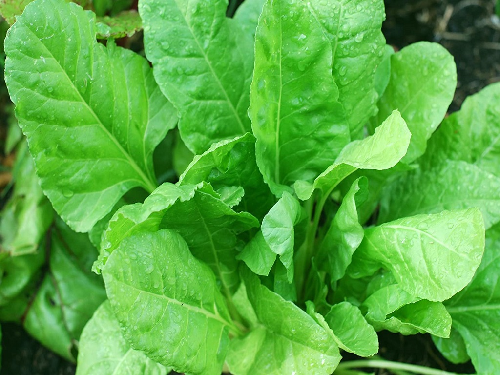 Palak Spinach Farming in Odisha for profit