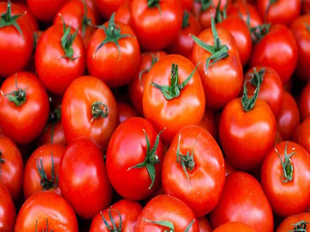 price of tomatoes hike continiously