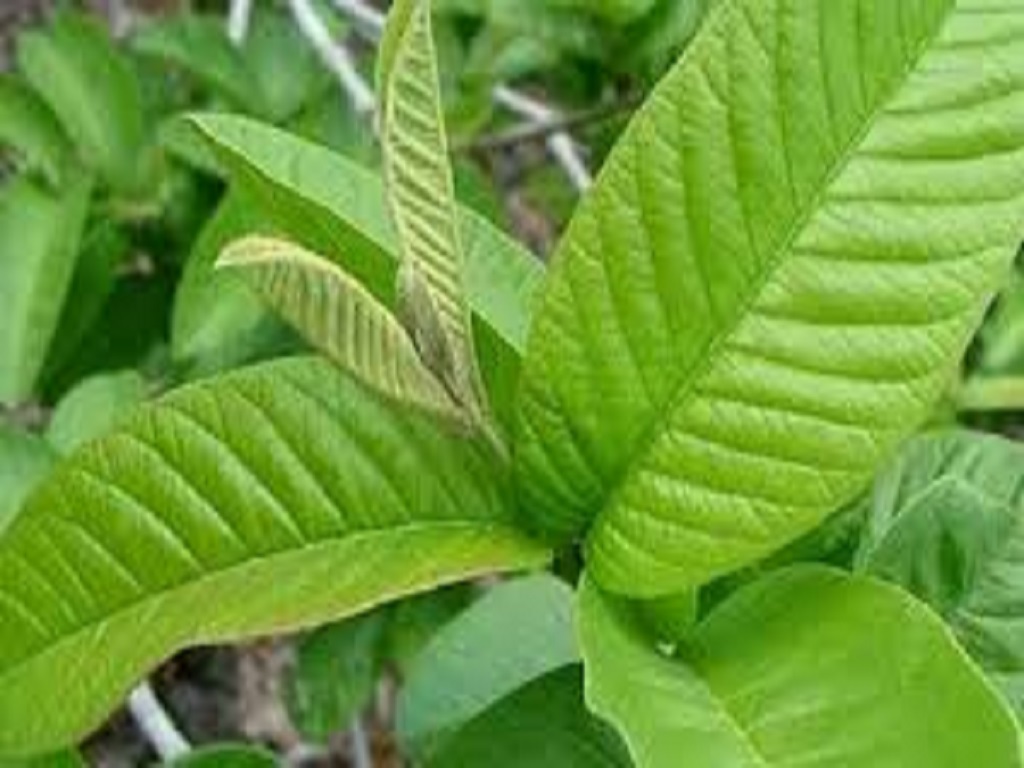 surprising benefits of guava leaf