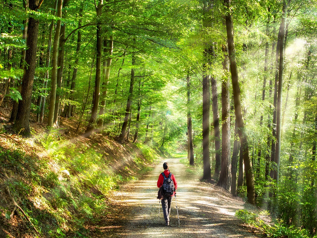 forest therapy is useful for your body and mind