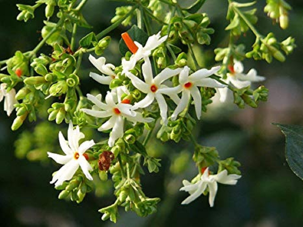 night jasmine leaves cure dengu fever