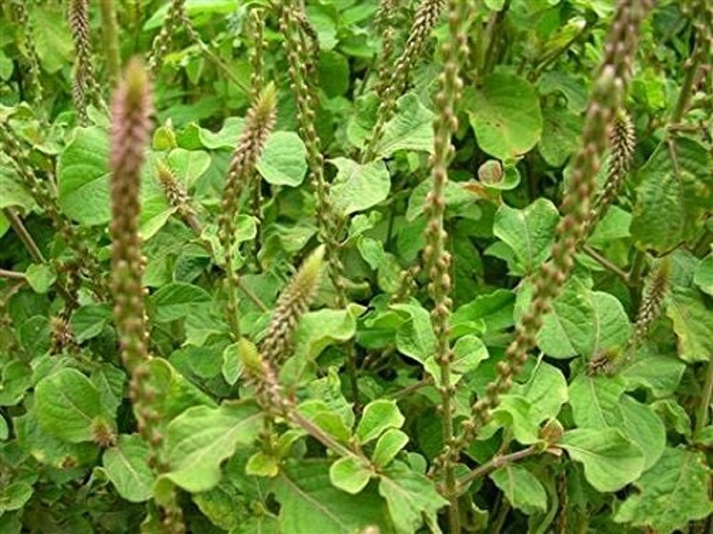 Health benefits of Apamarg tree