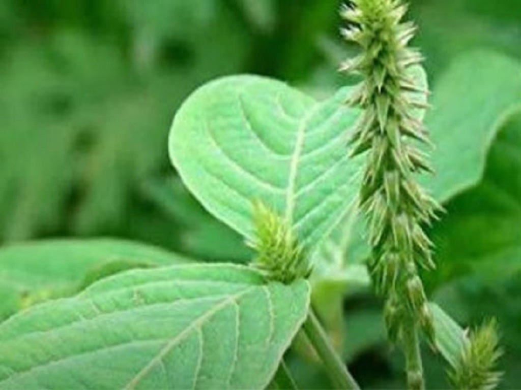Apamarg tree