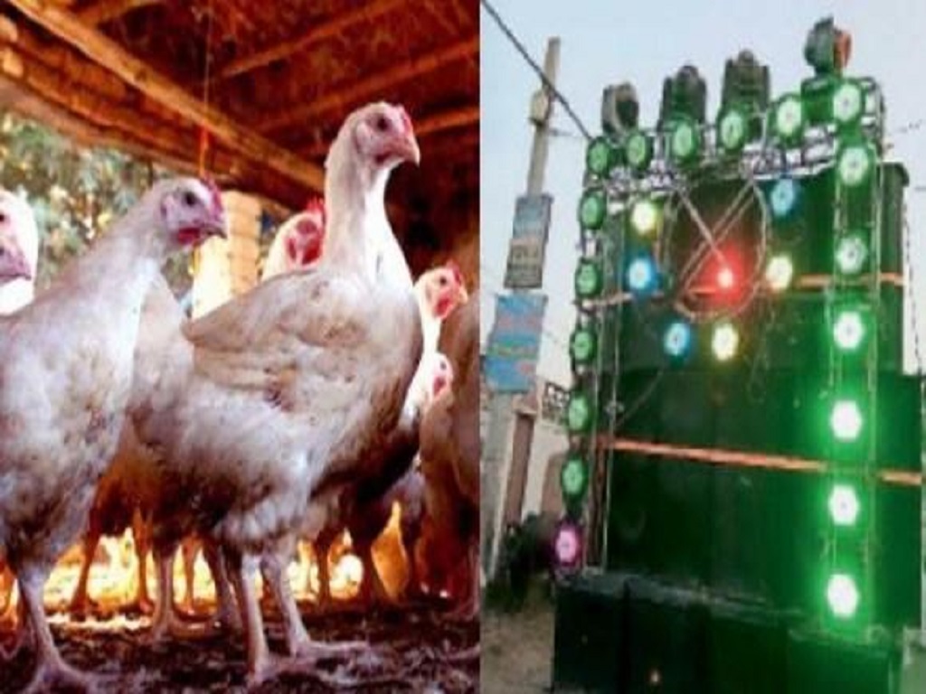 63 Chickens Killed Due to Loud DJ Music