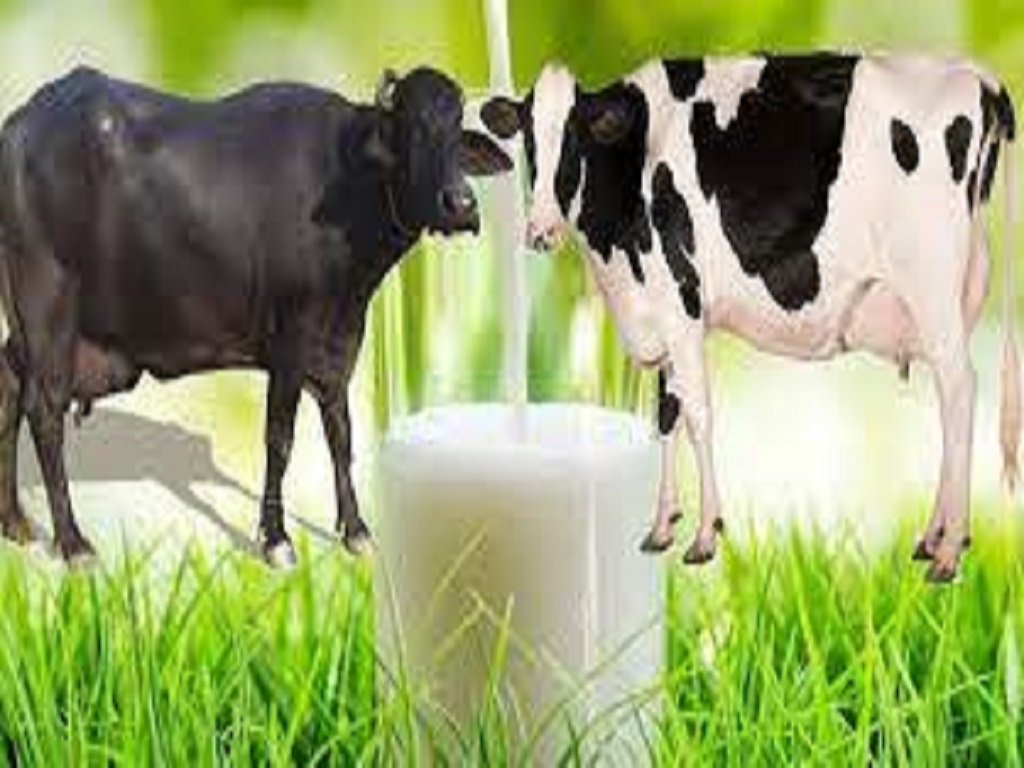 protein milk for human being