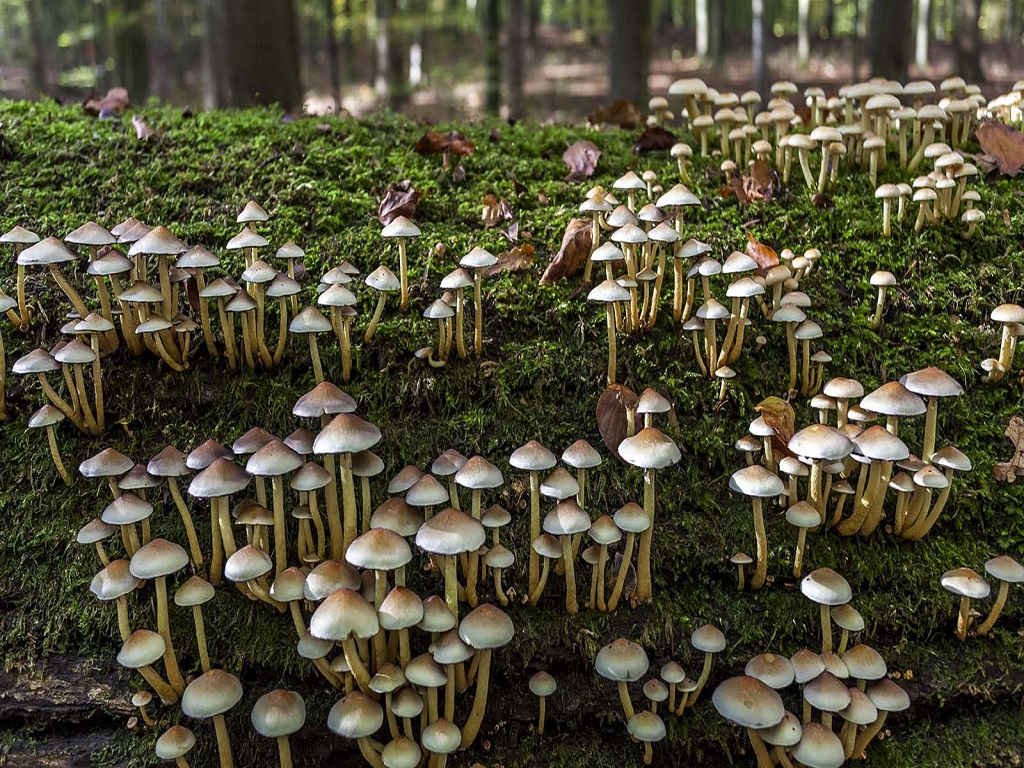 edible and poisonous mushrooms