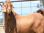 ଦୁନିଆର ସବୁଠାରୁ ମହଙ୍ଗା ଛେଳି, 21,000 ଡଲାରରେ ହେଲା ବିକ୍ରି 