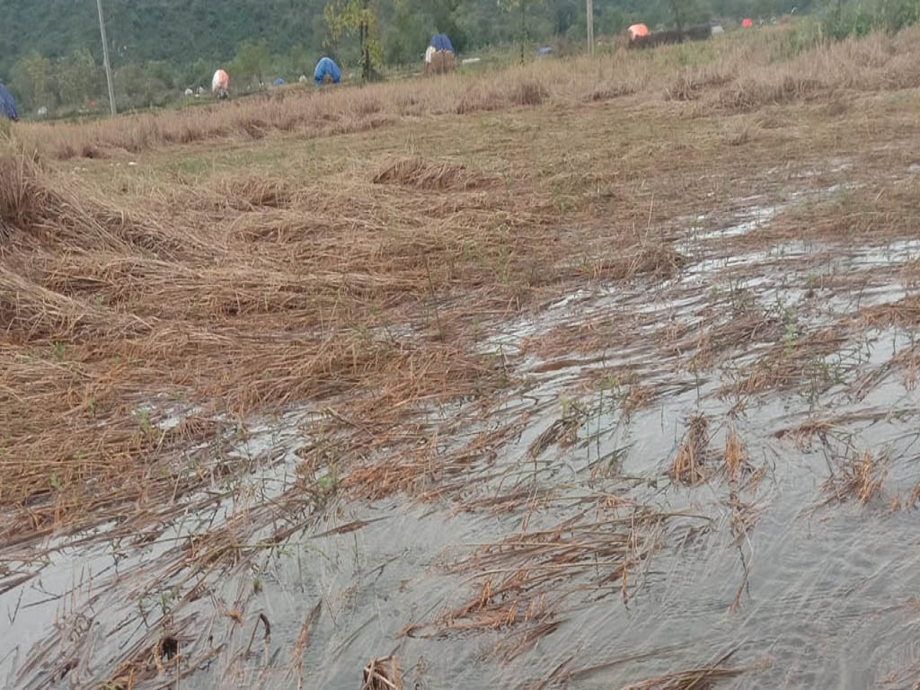 cyclone jawad effect paddy crop damage