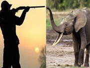 ରାଜ୍ୟରେ ବଢୁଛି ବନ୍ୟଜନ୍ତୁ ଶିକାର, ୫ ବର୍ଷରେ ଶିକାର ହୋଇଛନ୍ତି ୮୦୨ ହାତୀ
