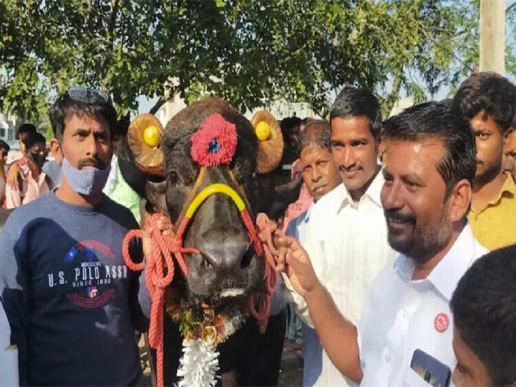 80 lakh buffalo in maharashtra