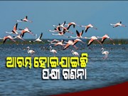 ଆଜି ଠୁ ଚିଲିକାରେ ଆରମ୍ଭ ହୋଇଛି ପକ୍ଷୀ ଗଣନା