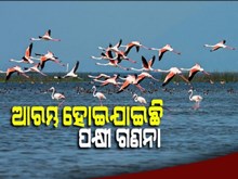 ଆଜି ଠୁ ଚିଲିକାରେ ଆରମ୍ଭ ହୋଇଛି ପକ୍ଷୀ ଗଣନା