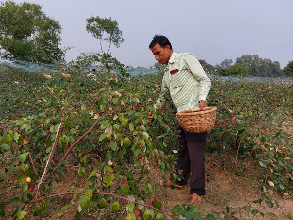 upendra biswal and his kashmiri red berry farming