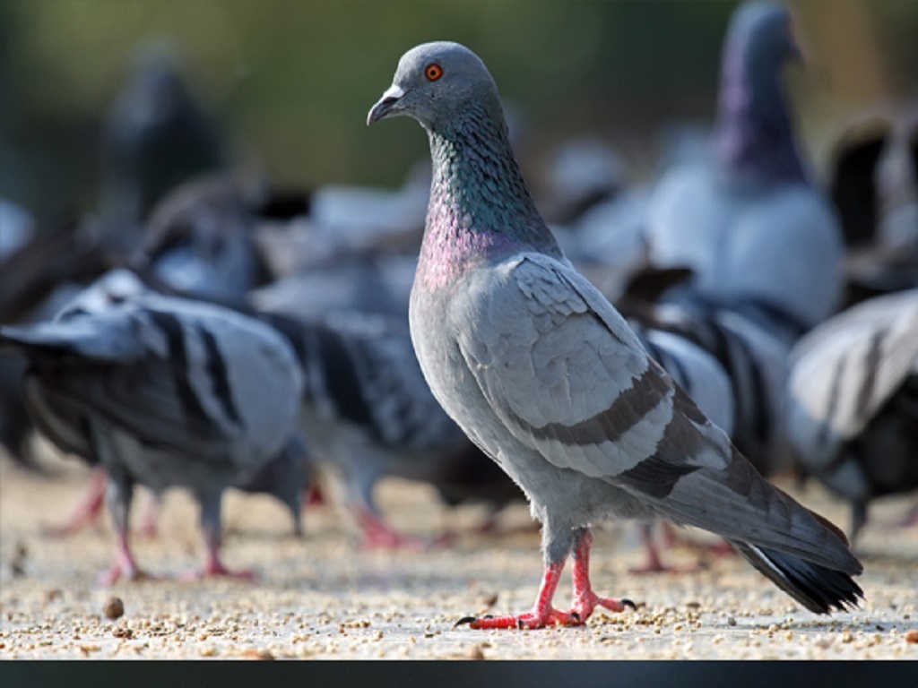 Millionaire pigeon of rajasthan