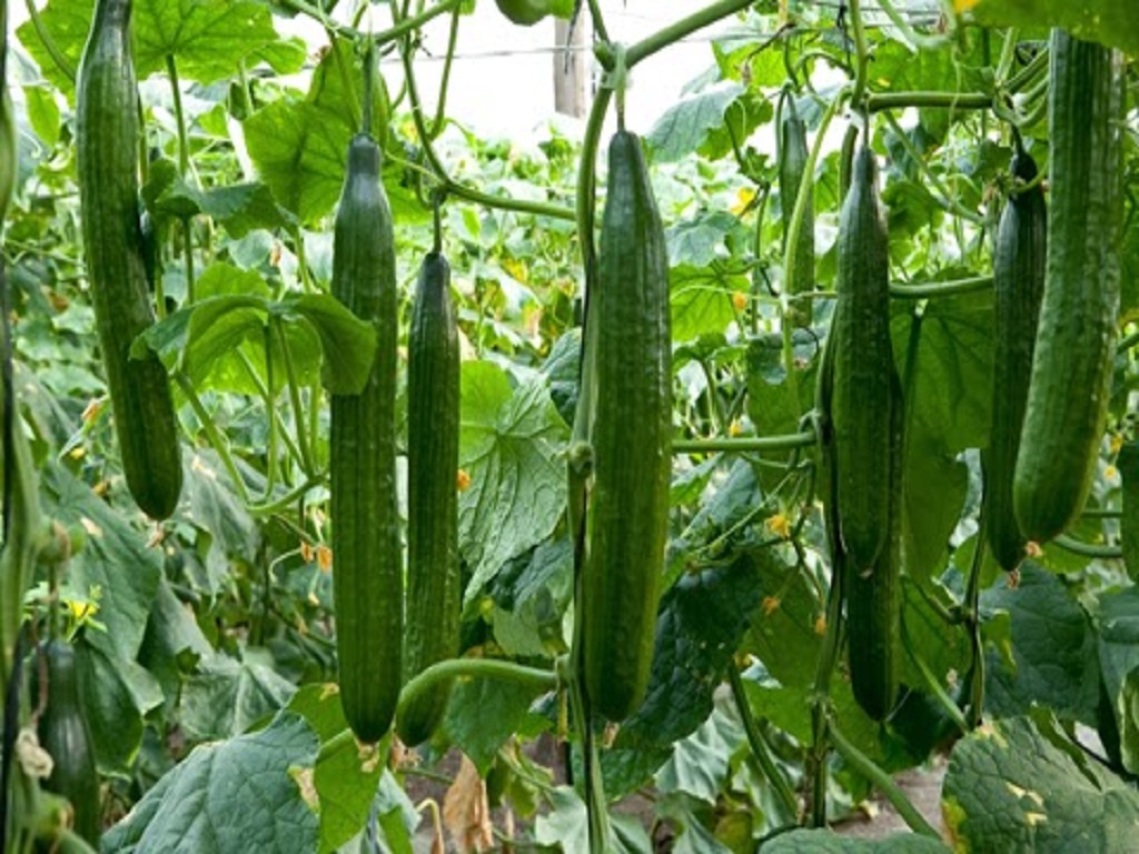 cucumber farming in low investment