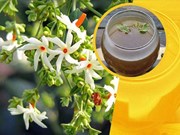 ଆଣ୍ଠୁଗଣ୍ଠି ଯନ୍ତ୍ରଣାରୁ ମୁକ୍ତି ଦିଏ ଏହି ଫୁଲରେ ପ୍ରସ୍ତୁତ କାଢା... 